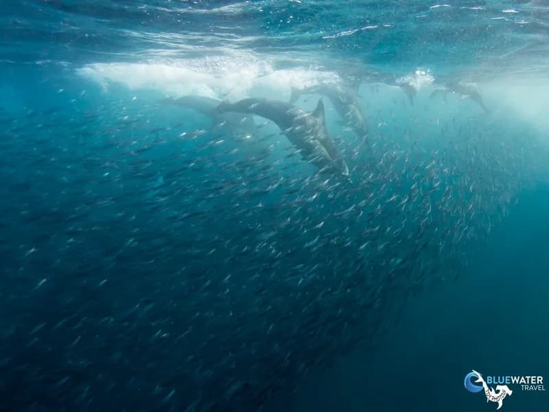 Best Scuba Diving in South Africa - image Best Scuba Diving in South Africa - image