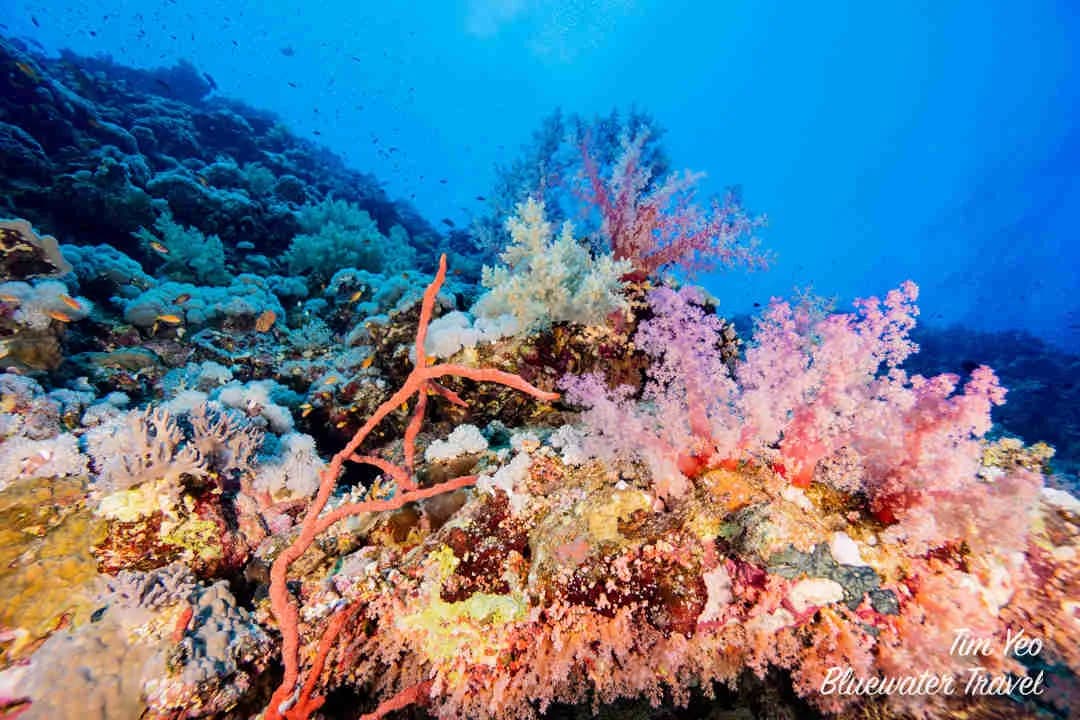 Best Scuba Diving in Sudan - image Best Scuba Diving in Sudan - image