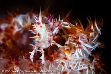 Best Scuba Diving in Papua New Guinea - image Best Scuba Diving in Papua New Guinea - image