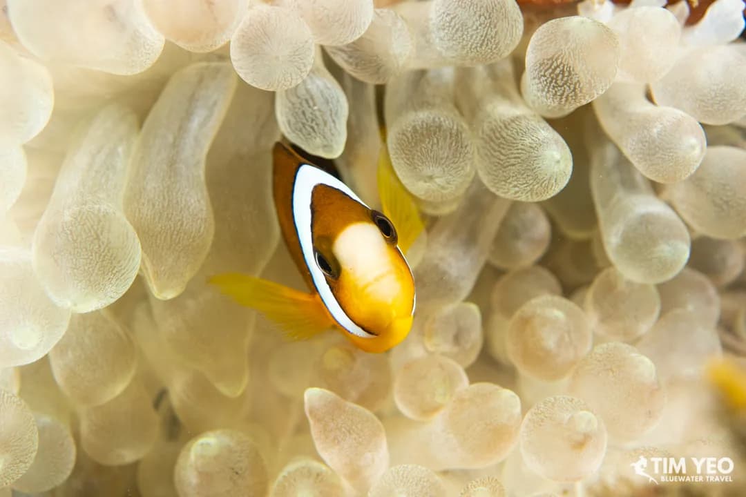 Halmahera, Indonesia Destination Guide | Bluewater Dive Travel - image Halmahera, Indonesia Destination Guide | Bluewater Dive Travel - image