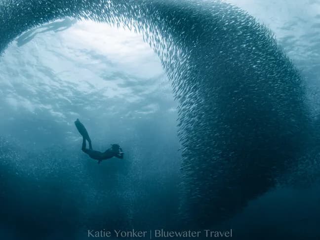 Scuba Diving in Philippines - image Scuba Diving in Philippines - image