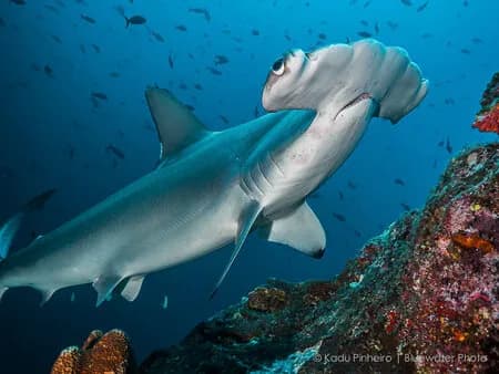 Best Scuba Diving in Costa Rica - image Best Scuba Diving in Costa Rica - image