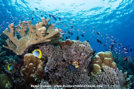 Best Scuba Diving in Manado and Bunaken - image Best Scuba Diving in Manado and Bunaken - image