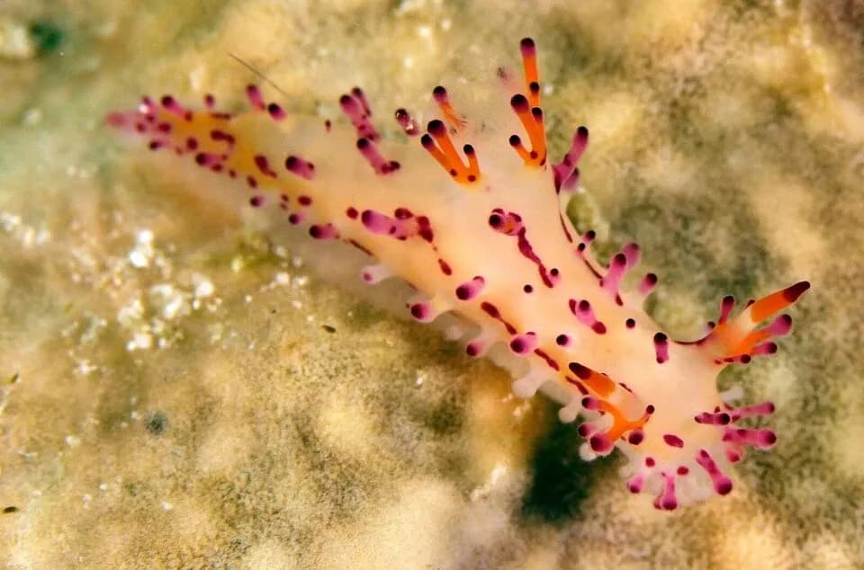 Best Scuba Diving in Romblon - image Best Scuba Diving in Romblon - image