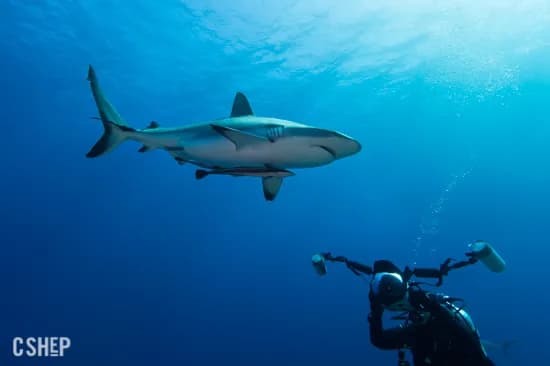 Best Scuba Diving in Great Barrier Reef - image Best Scuba Diving in Great Barrier Reef - image