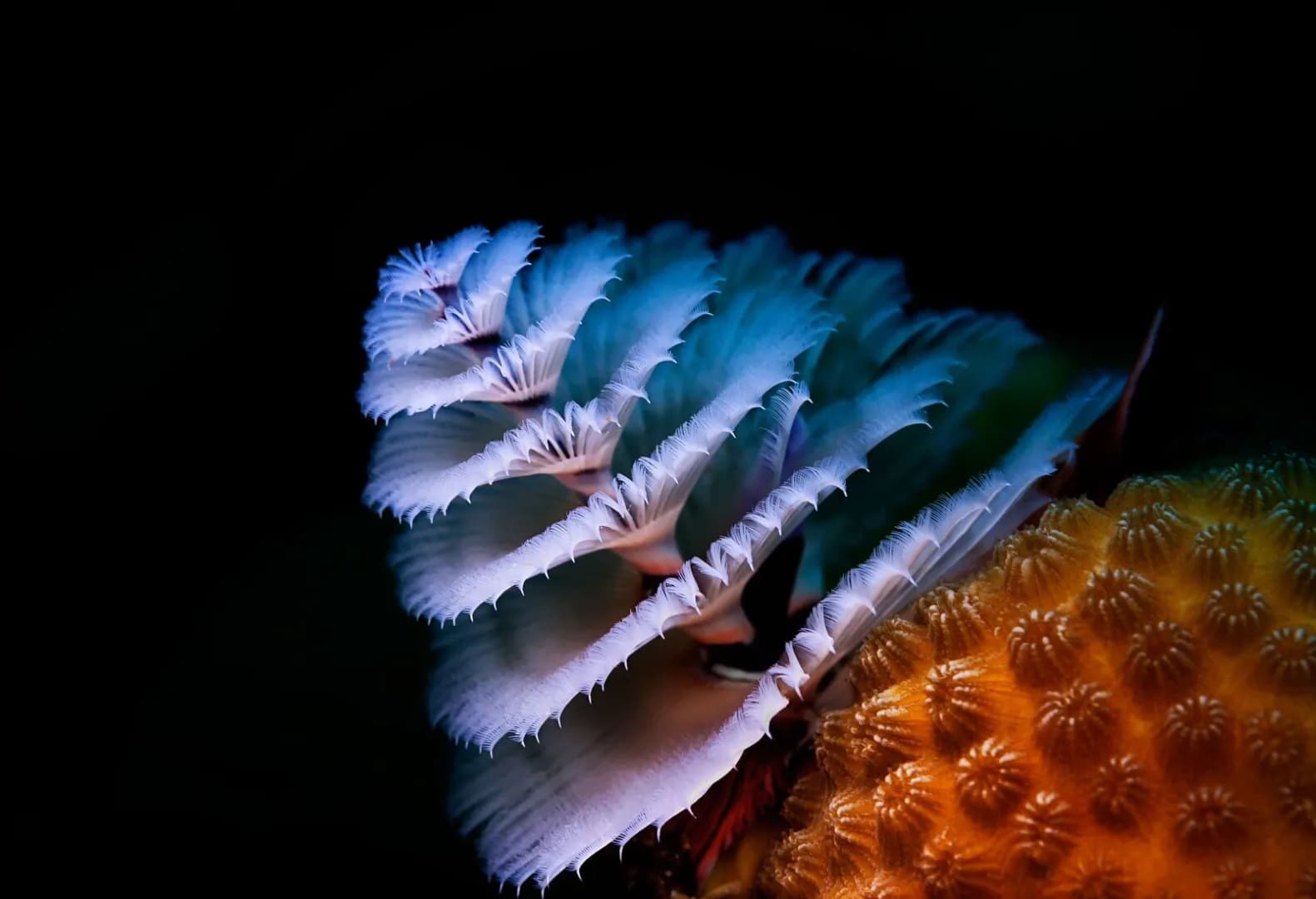 Best Scuba Diving in Aruba - image Best Scuba Diving in Aruba - image