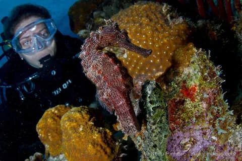 Best Scuba Diving in Bonaire - image Best Scuba Diving in Bonaire - image