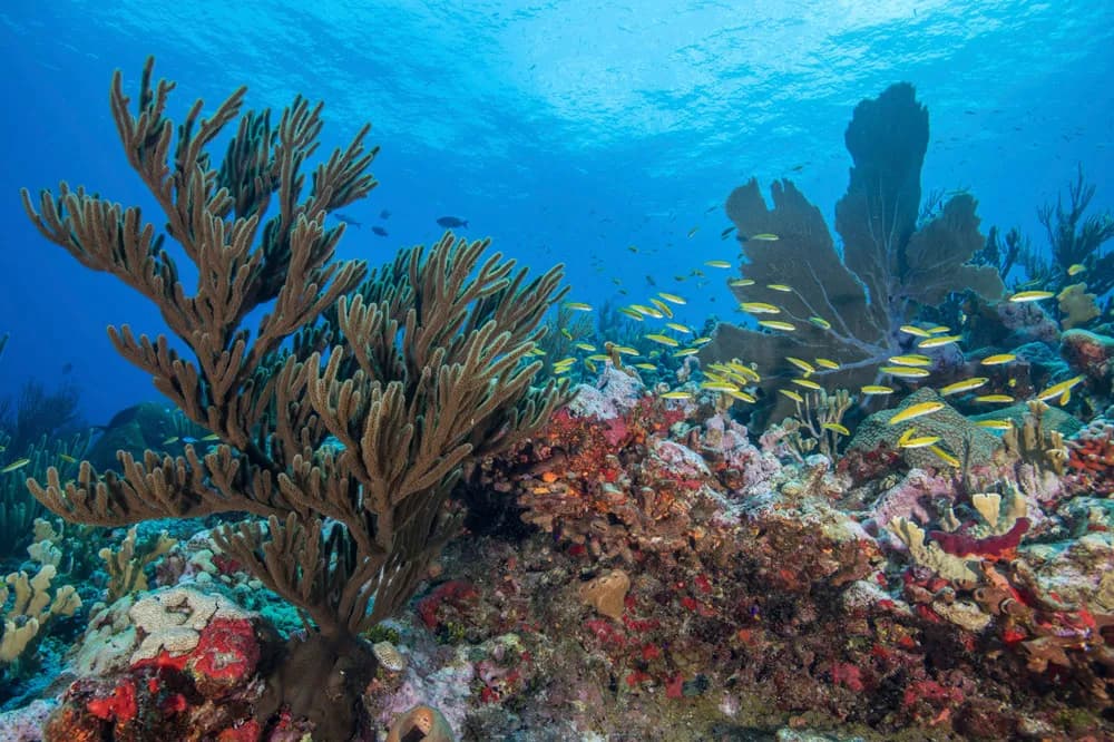 Scuba Diving in Saba, St Kitts & St Eustatius - image Scuba Diving in Saba, St Kitts & St Eustatius - image