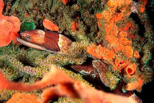 Best Scuba Diving in St. Vincent and the Grenadines - image Best Scuba Diving in St. Vincent and the Grenadines - image