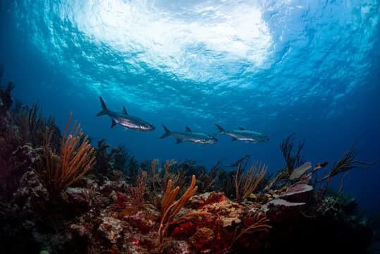 Best Scuba Diving in St Thomas - image Best Scuba Diving in St Thomas - image