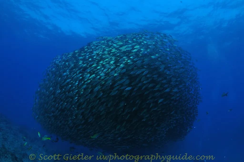 Best Scuba Diving in Sea of Cortez - image Best Scuba Diving in Sea of Cortez - image