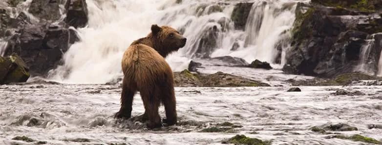 Scuba Diving in Alaska - image Scuba Diving in Alaska - image