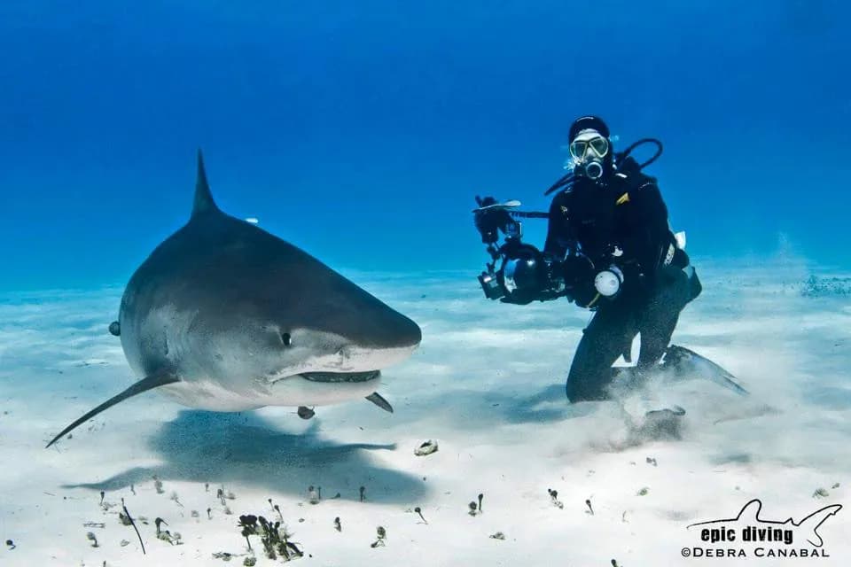 Epic Diving Bahamas - image Epic Diving Bahamas - image
