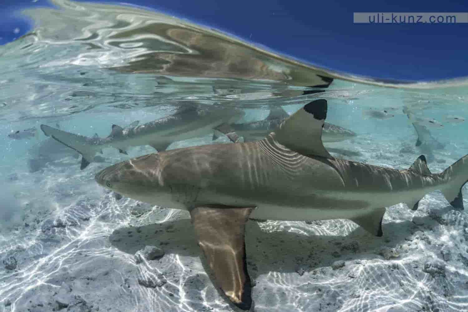 Thumbnail 4 Thumbnail 4