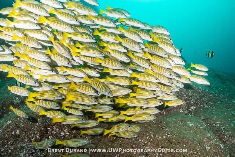 MANTA Scuba Cabo - image MANTA Scuba Cabo - image