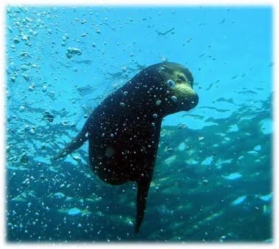 Loreto Sea and Land Tours - image Loreto Sea and Land Tours - image