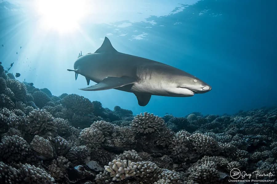 Moorea Blue Diving - image Moorea Blue Diving - image