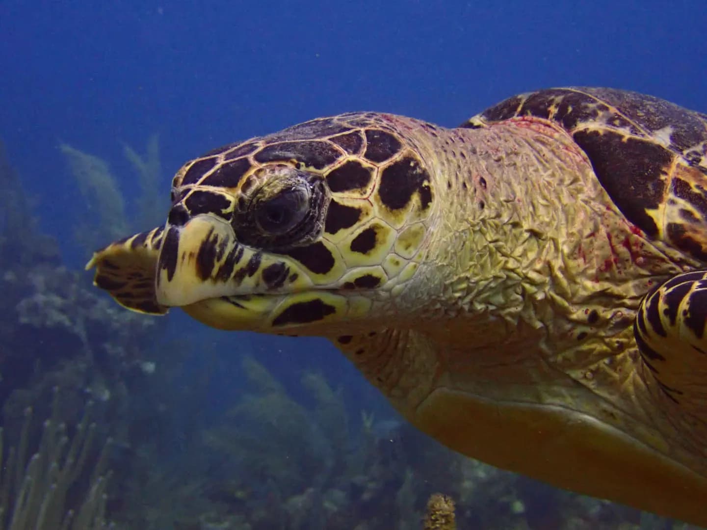 Costa de Cocos Dive Center - image Costa de Cocos Dive Center - image