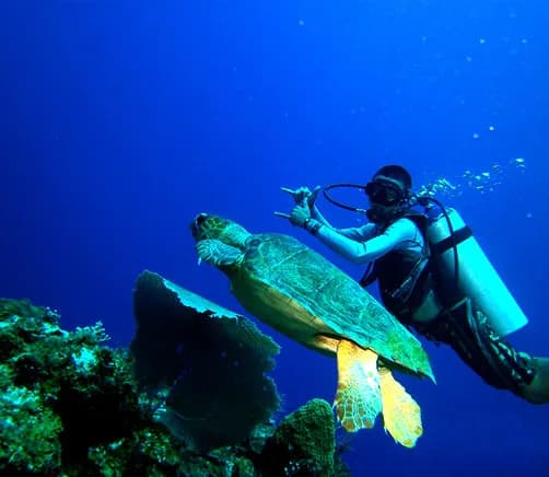 Amigos del Mar Dive Shop Belize - image Amigos del Mar Dive Shop Belize - image