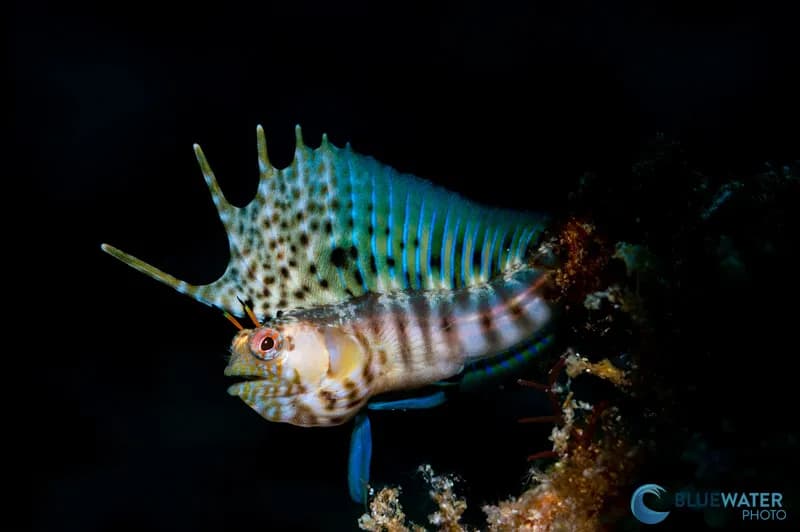 Ultimate Whale Shark & Sea Lion Sea Of Cortez Trip 2026 - image Ultimate Whale Shark & Sea Lion Sea Of Cortez Trip 2026 - image