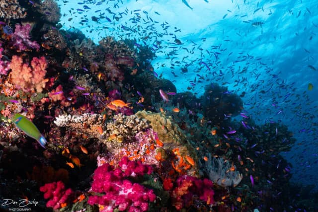 Fiji Soft Coral & Shark Bonanza Photo Workshop Oct 2026 Fiji Soft Coral & Shark Bonanza Photo Workshop Oct 2026