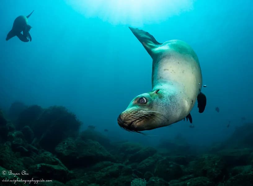 Ultimate Whale Shark & Sea Lion Sea Of Cortez Trip 2027 - image Ultimate Whale Shark & Sea Lion Sea Of Cortez Trip 2027 - image