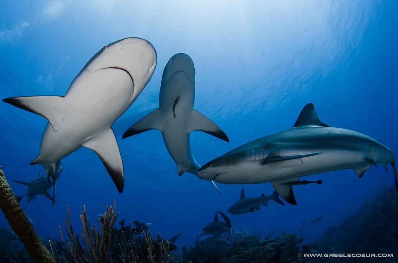 No alternative text provided No alternative text provided