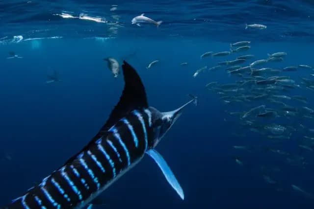 Socorro Trip Extensions Socorro Trip Extensions