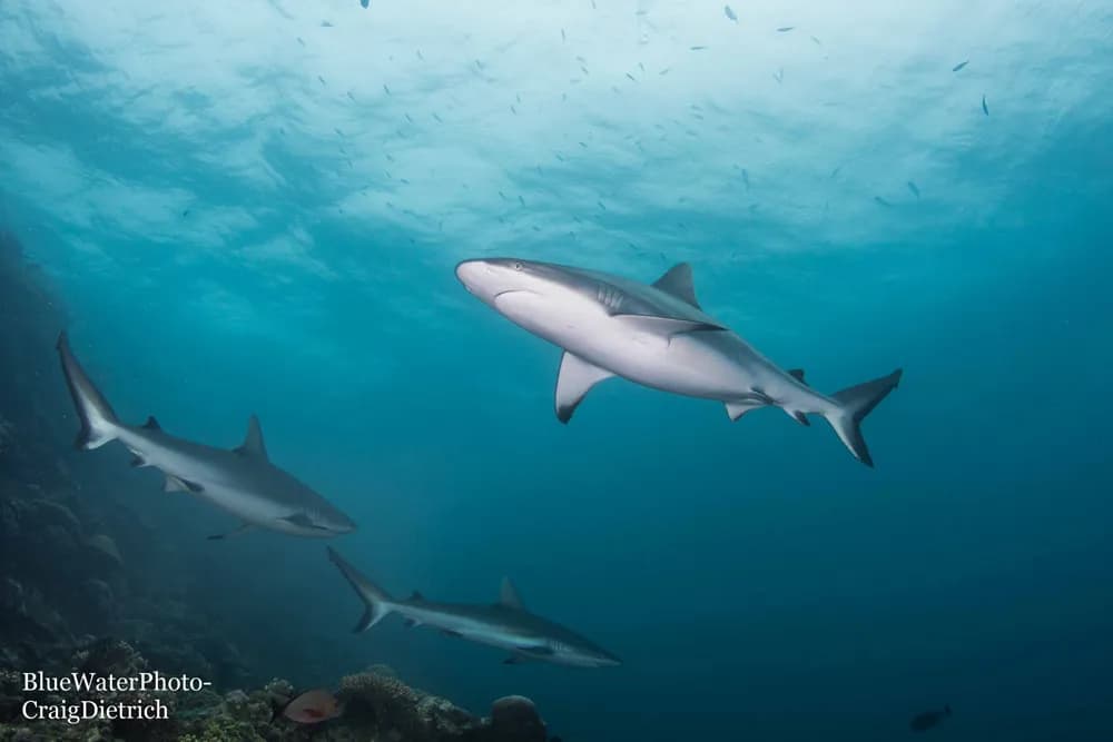 Fiji Ultimate 10-night Soft Coral & Shark Liveaboard Trip Oct 2027 - image Fiji Ultimate 10-night Soft Coral & Shark Liveaboard Trip Oct 2027 - image