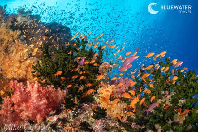 Fiji Ultimate 10-night Soft Coral Wide-Angle Liveaboard Trip 2027 Fiji Ultimate 10-night Soft Coral Wide-Angle Liveaboard Trip 2027