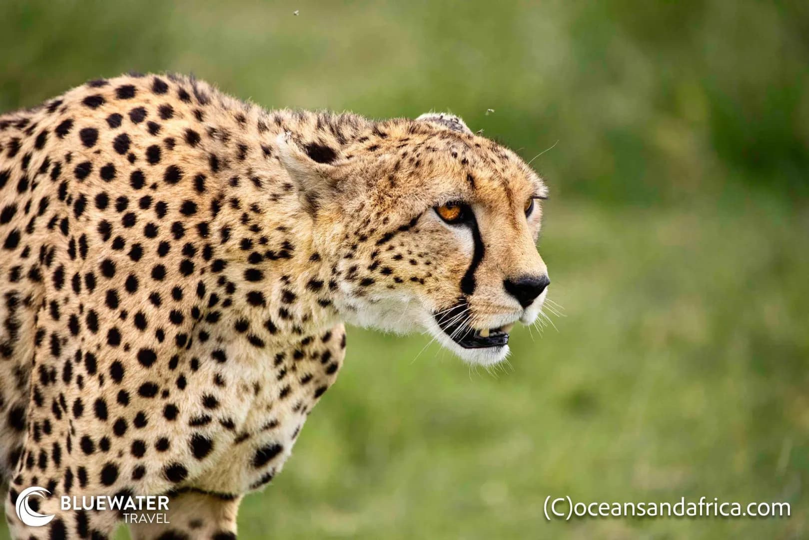 Tanzania Big Game Safari October 2026 - image Tanzania Big Game Safari October 2026 - image