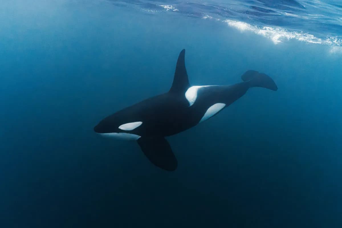 Mobula; Orca & Megafauna Adventure 2026 - image Mobula; Orca & Megafauna Adventure 2026 - image