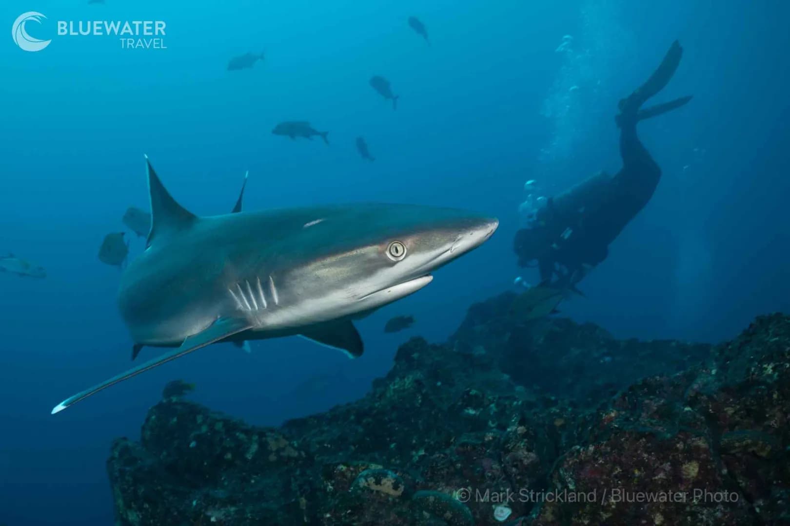 Socorro Manta And Shark Madness Photo Workshop 2028 - image Socorro Manta And Shark Madness Photo Workshop 2028 - image