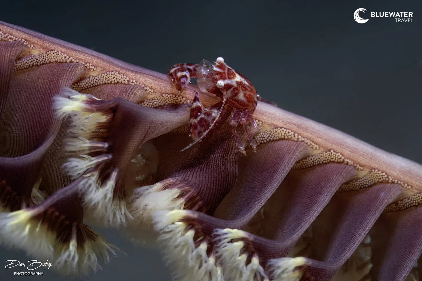 Anilao Philippines Ultimate Photo Workshop December 2027 - image Anilao Philippines Ultimate Photo Workshop December 2027 - image