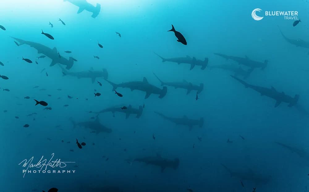Galapagos Spectacular Hammerhead; Manta; Mola And Marine Iguana Trip 2028 - image Galapagos Spectacular Hammerhead; Manta; Mola And Marine Iguana Trip 2028 - image