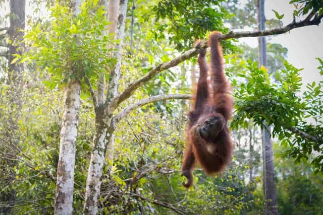 Borneo Safari 2027 - Orangutans, Pygmy Elephants & More Borneo Safari 2027 - Orangutans, Pygmy Elephants & More