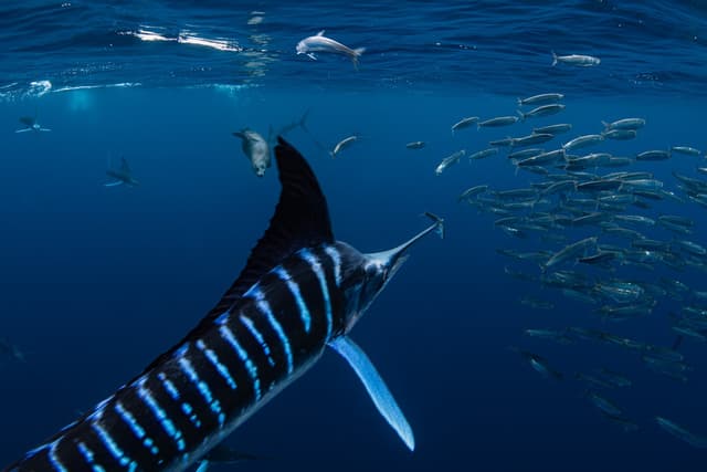 Magdalena Bay Striped Marlin Sardine Run 2026 Magdalena Bay Striped Marlin Sardine Run 2026