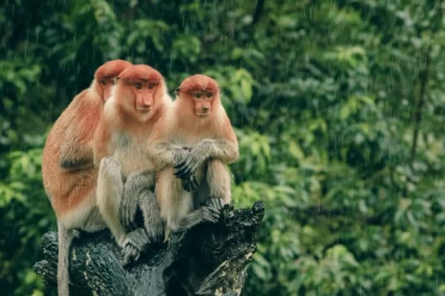 Borneo Safari 2028 - Orangutans, Pygmy Elephants & More Borneo Safari 2028 - Orangutans, Pygmy Elephants & More