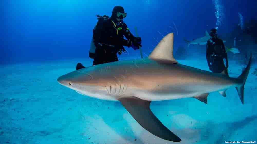 Thumbnail 1 Thumbnail 1