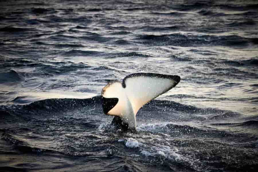 Thumbnail 9 Thumbnail 9