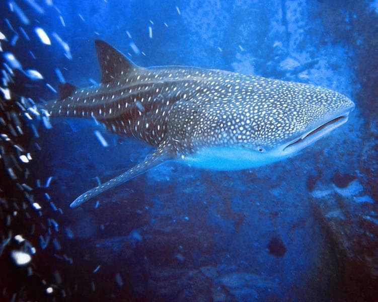 Ferox Liveaboard - image Ferox Liveaboard - image