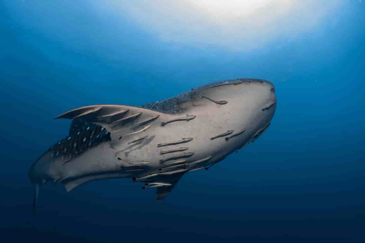 Thumbnail 2 Thumbnail 2