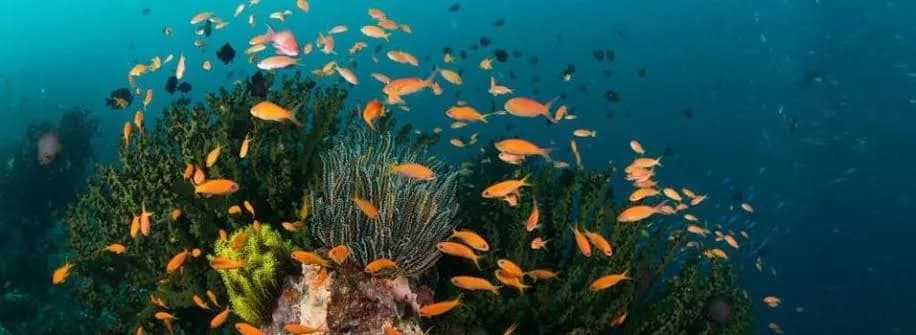 Similan Islands - image Similan Islands - image