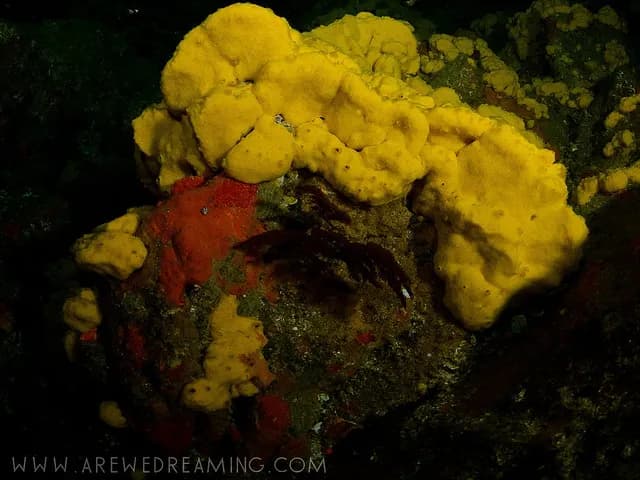 MV Dolphin Queen Liveaboard - image MV Dolphin Queen Liveaboard - image