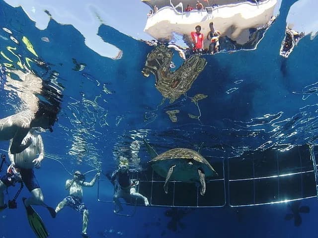 MV Pawara Liveaboard - image MV Pawara Liveaboard - image