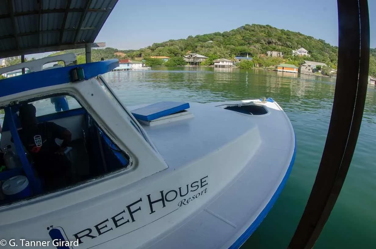 RHS-dive-1.jpg RHS-dive-1.jpg