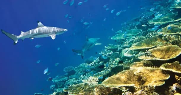 two-fish-diving-bali-mainland-2.jpg two-fish-diving-bali-mainland-2.jpg