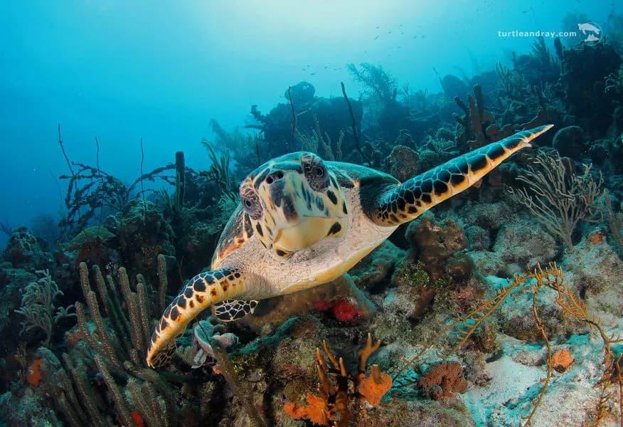 scuba-lodge-27.jpg scuba-lodge-27.jpg