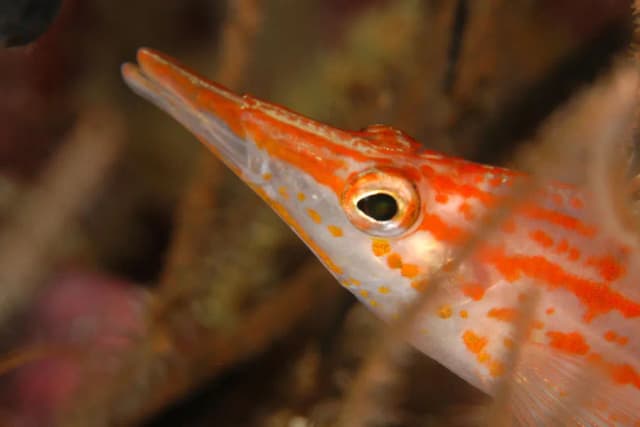 Fanhaa Guesthouse Maldives Fanhaa Guesthouse Maldives