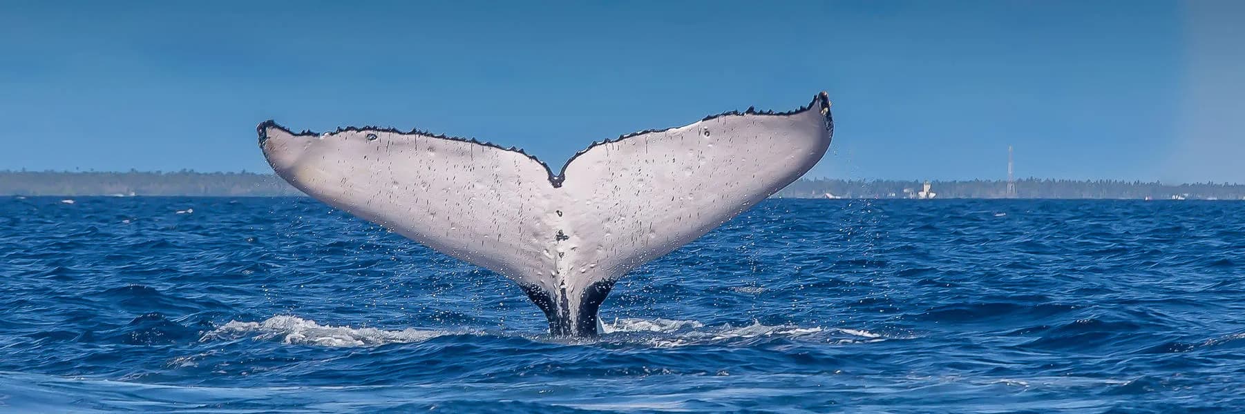 matafonua-lodge-12.jpg matafonua-lodge-12.jpg